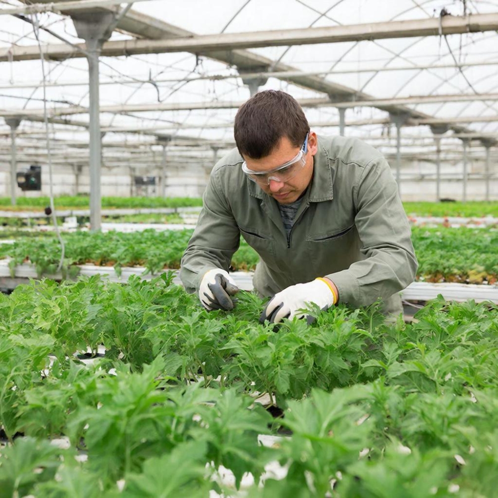 Агротехнологии защищённого грунта