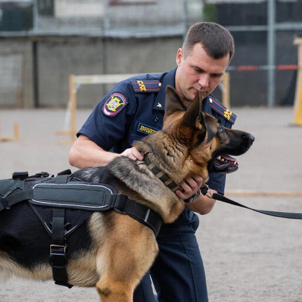 Служебная кинология: технологии содержания, разведения и подготовки собак по породам и видам служб